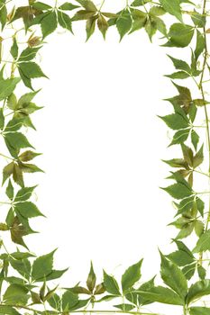 green leaves frame with white background with copy space