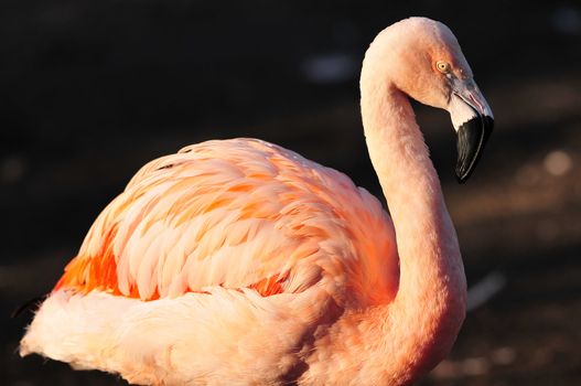 Closeup of a beautiful flamingo with vibrant colors
