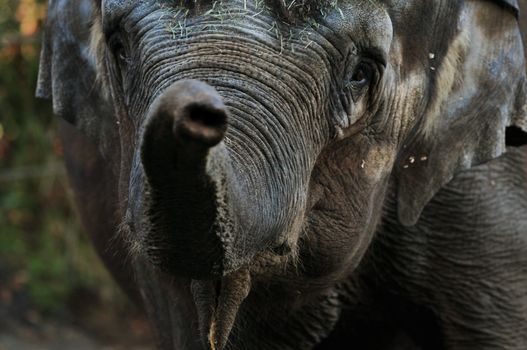Elephant greeting towards the camera with its large trunk