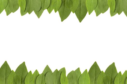 green leaves frame with white background with copy space