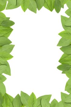 green leaves frame with white background with copy space