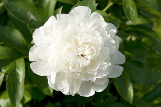 close-up of white peony on green leaves background