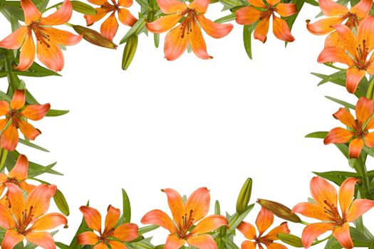 orange lily, flower frame with green leaves