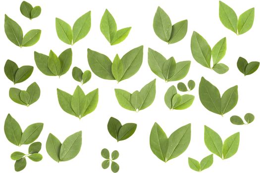 front view of different shape leaves on white background