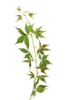 front view of green leaves on white background