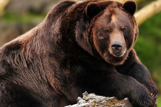 Beautiful portrait of a gigantic grizzly (kodiak) bear staring towards the camera