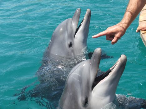 Closeup of a dolphin, little hands of children petting its head .