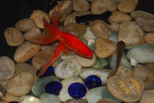 Aquarium with colored stones at the bottom. Aquarium fishes.