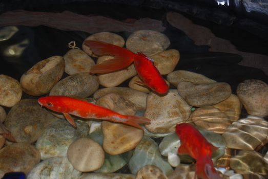 Aquarium with colored stones at the bottom. Aquarium fishes.