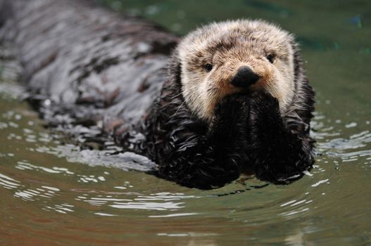 Very cute arctic tundra sea otter covers its mouth as if it has done something wrong.
