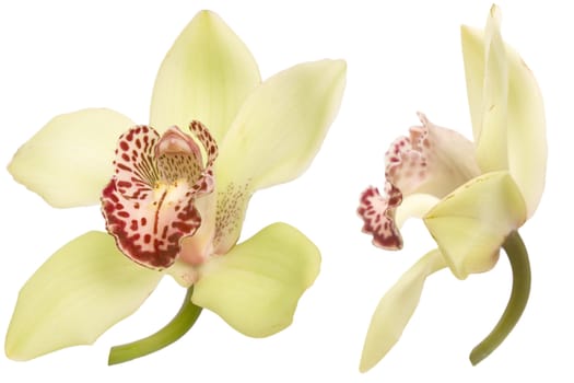 closeup of colorful orchid on white background