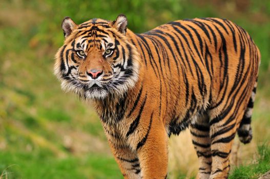Closeup portrait of a beautiful Sumatran tiger looking at the camera