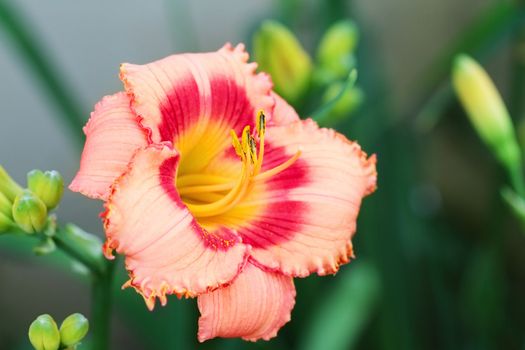 Beautiful multi-colored daylily. Extreme shallow DOF.