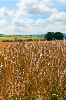 Rural Landscape - Wheat on Harvested Agricultural Field and Blue Sky