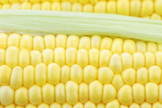 Macro of fresh corn on the cob with water drops visible at 100%.