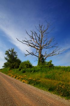 Rural roadside  with trees and flowers