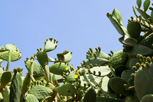 Prickly pear cactus bush flowering yellow with green fruits, thorns and buds on the blue sky background
