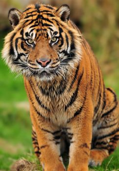 Portrait of a beautiful male Sumatran tiger in a reserve of endangered species