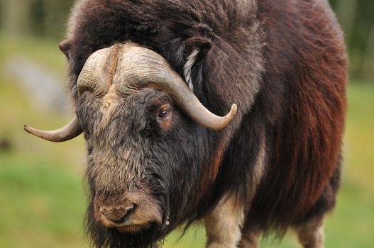 portrait of an angry musk oxwith big horns