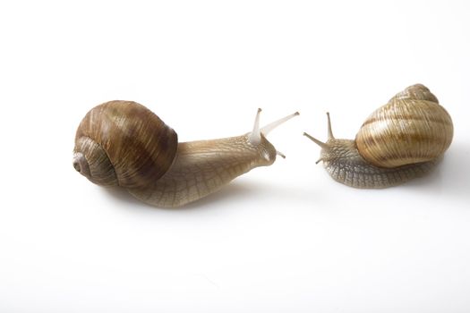 two snails face to face on white background, communication concept