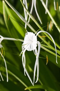 Tropical flower - White Spider Lily - Hymenocallis sp.