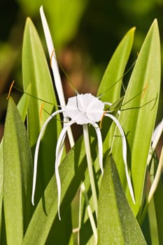 Tropical flower - White Spider Lily - Hymenocallis sp.