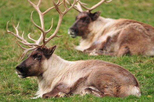 Reindeers sitting on grass resting for christmas eve