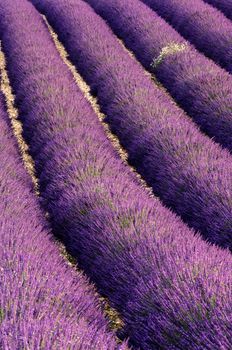 Image shows rows of blooming lavender in a field which has been well taken care of. 