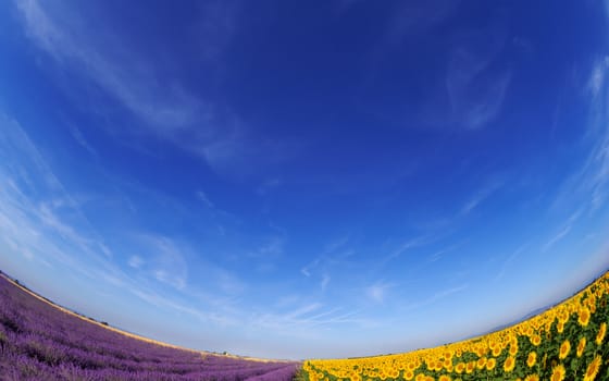 Fisheye image of a lavender and sunflower fields , under a vivid blue morning sky, in Provence, France