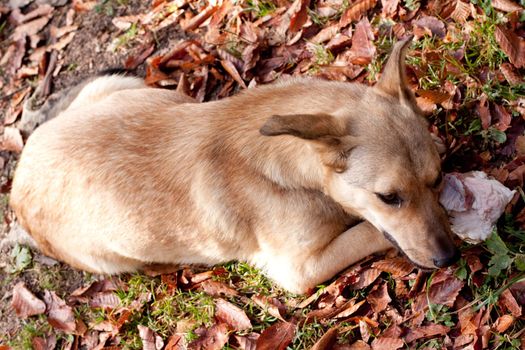 A dog lying on grass with a bone 
