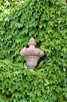 An old big vase surrounded by a green ivy
