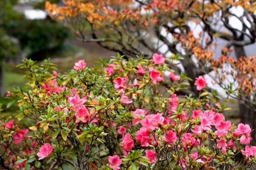 Pink flowers and green bushes in a Japanese autumn park 
