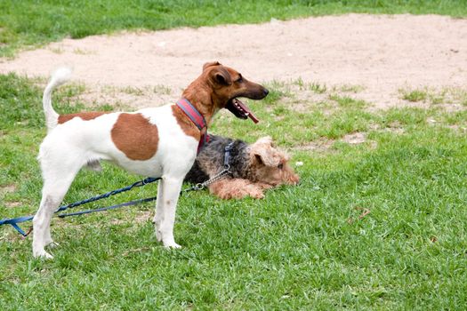 A standing terrier and a lying terrier on grass
