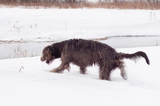 An Irish wolfhound on a snow-covered field
