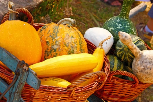 Various decorative gourds in the basket, autumn harvest