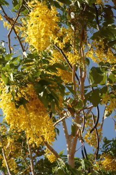 Bush with yellow spring flowers .