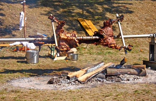 Roasting ox on a fire at a festival