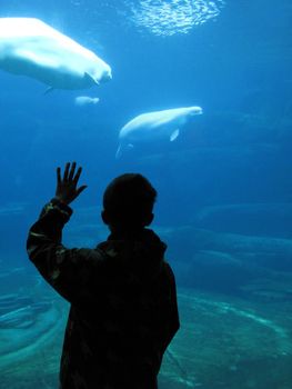 young boy watching beluga whales in an aquarium                              
