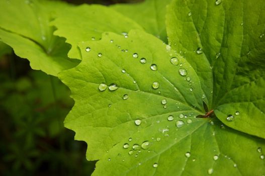 close up of green leafe with water drops 