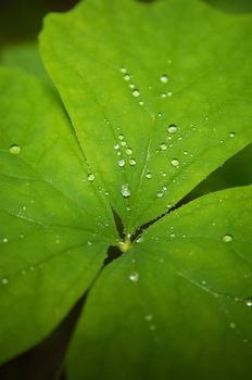 close up of green leafe with water drops 