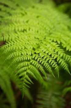 close up of a green fern leafe