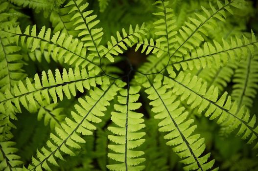 close up of a green fern leafe