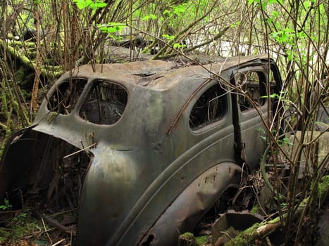 rotten vintage car dumped in a forest                              