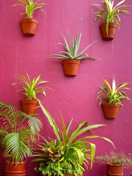 Cacti arrangement on colorful Mexican wall