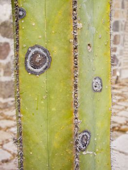 Squared cacti with fungi growth creating patterns