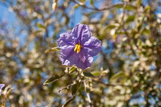 Blue flower alone on green