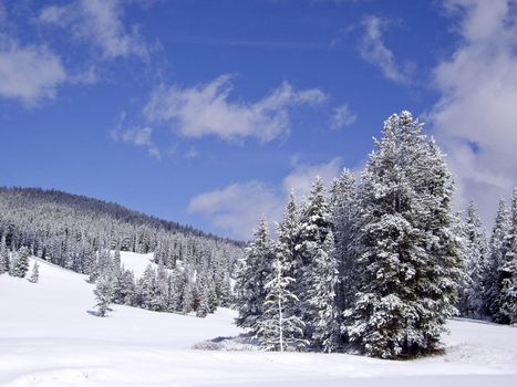 Snow covered trees on hillside Yellowstone