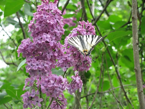 butterfly and lilas, beauty in flowers