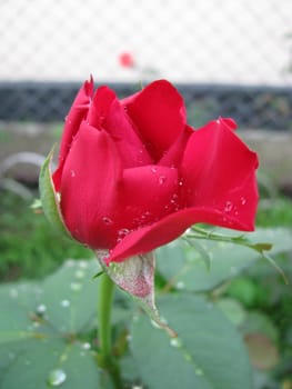 beautiful rose; dew; drop; flower; background; red; scarlet; gentile; verdure