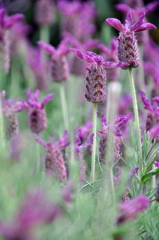 Closeup of field full of blossoming lavender